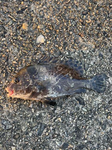 コショウダイの釣果