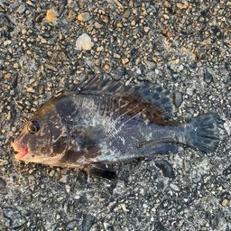 コショウダイ