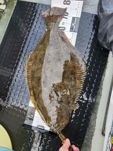 ヒラメの釣果