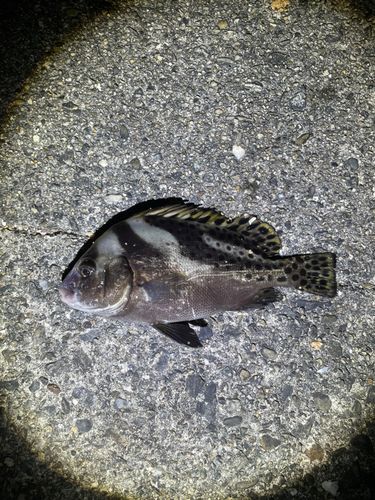 コショウダイの釣果