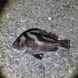 コショウダイ