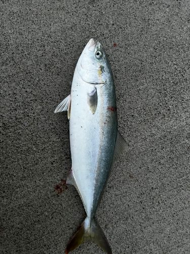 イナダの釣果