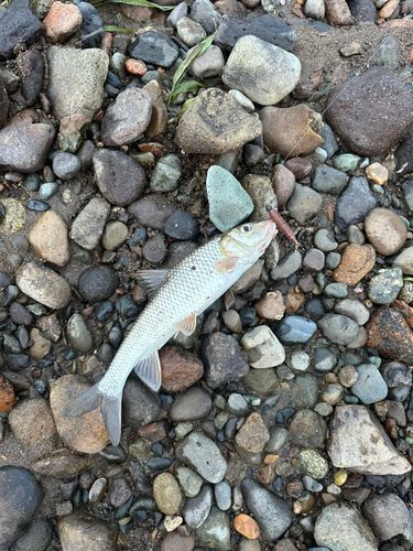 ニゴイの釣果