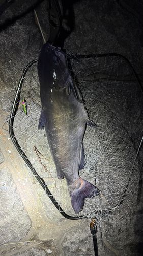 ナマズの釣果