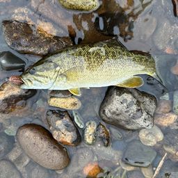 スモールマウスバス