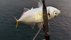 マアジの釣果
