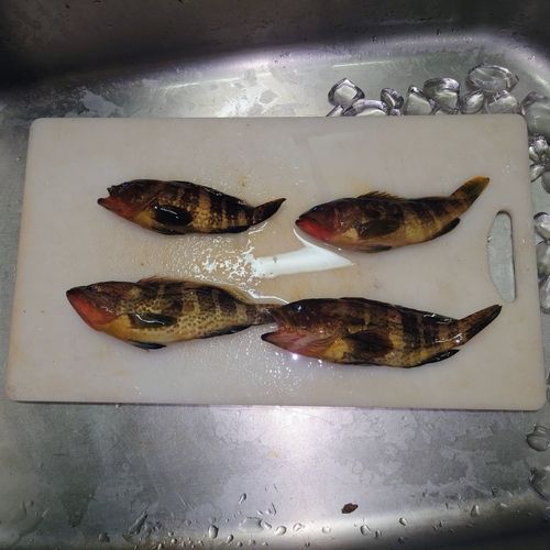 アオナの釣果