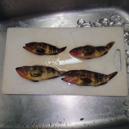 アオナ