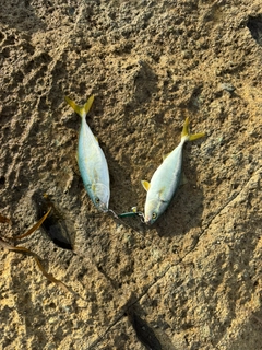ツバスの釣果