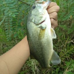 ラージマウスバス