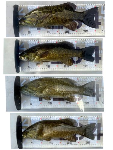 スモールマウスバスの釣果