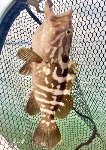クエの釣果