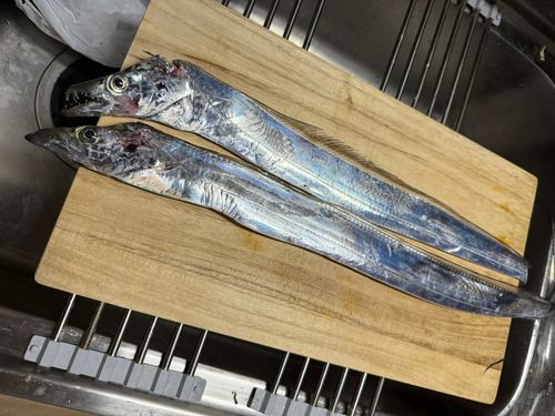 タチウオの釣果