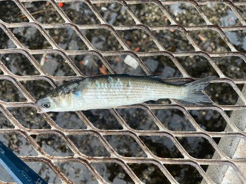 ボラの釣果