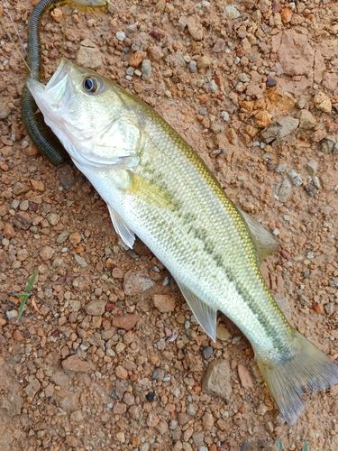 ラージマウスバスの釣果
