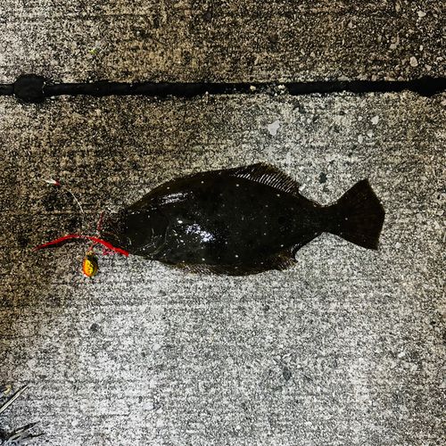 ヒラメの釣果