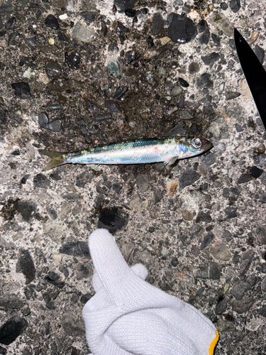 マイワシの釣果