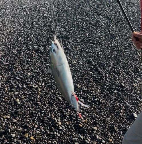 カツオの釣果