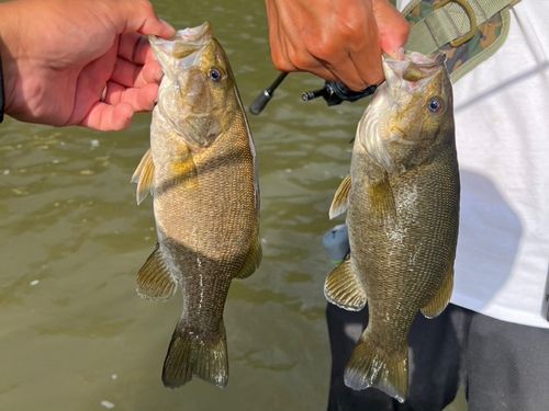 スモールマウスバスの釣果