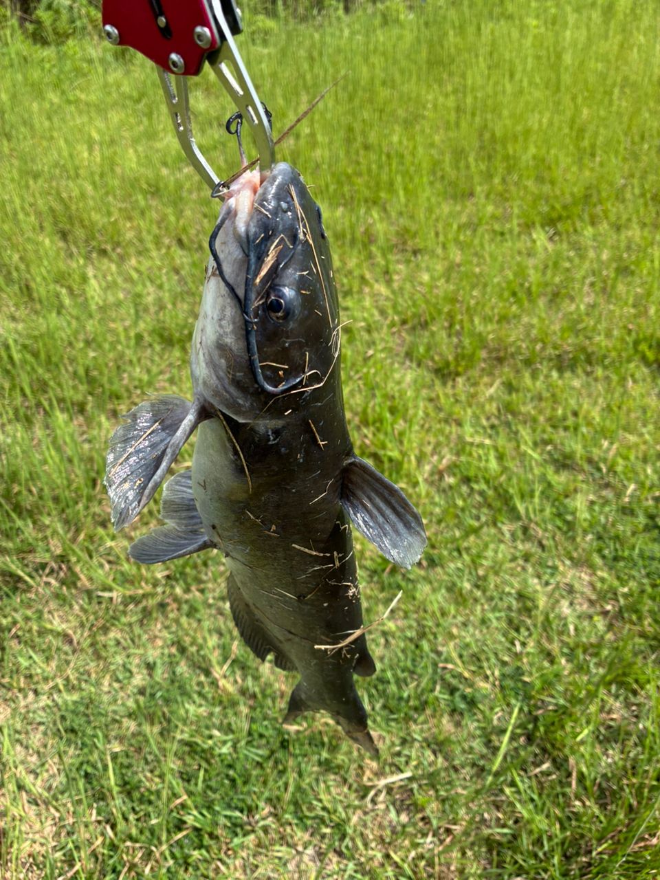 アメリカナマズ
