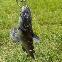 アメリカナマズ