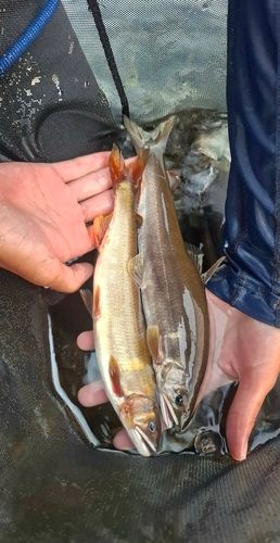 アユの釣果