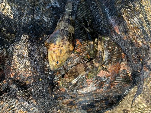 ムラソイの釣果