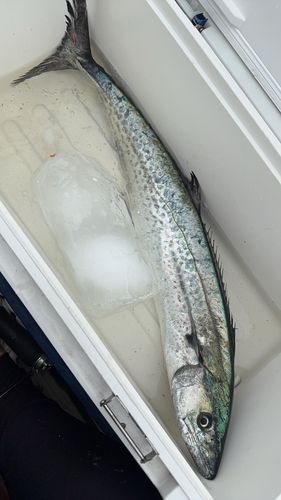 サワラの釣果