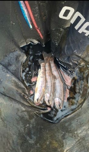 ヤマメの釣果