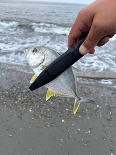 メッキの釣果