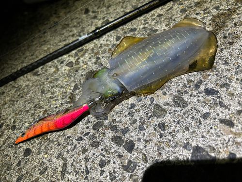 アオリイカの釣果