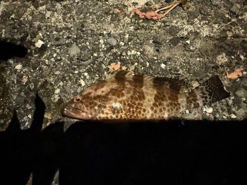 オオモンハタの釣果