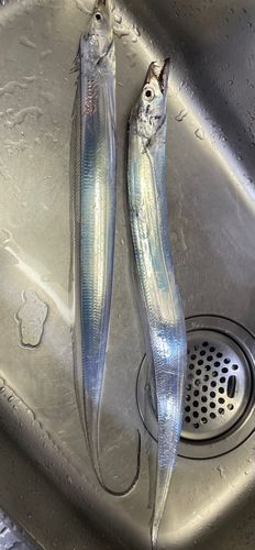 タチウオの釣果