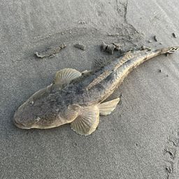 マゴチ