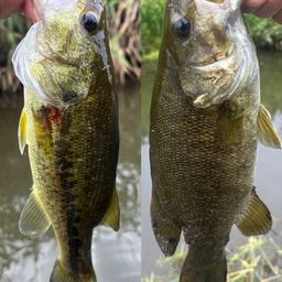 スモールマウスバス