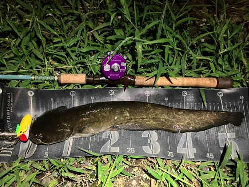 ナマズの釣果
