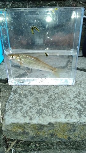 モロコの釣果