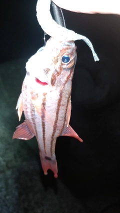 ネンブツダイの釣果