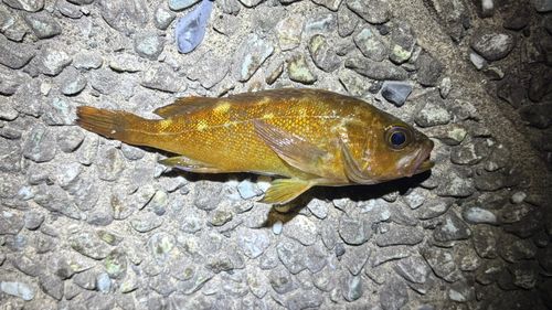 エゾメバルの釣果