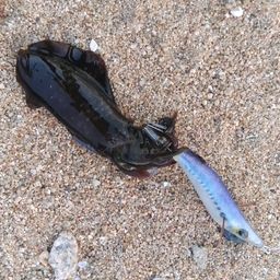 アオリイカ