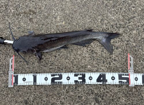 アメリカナマズの釣果