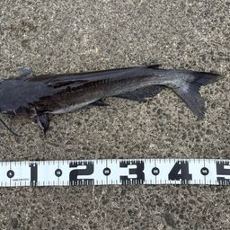 アメリカナマズ