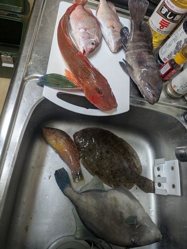 マハタの釣果