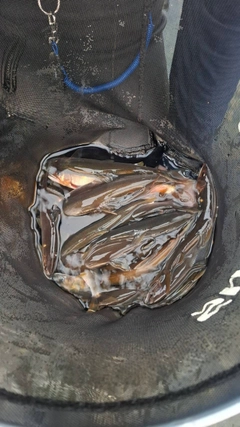 アユの釣果