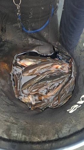 アユの釣果