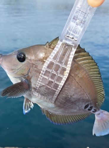 ニザダイの釣果