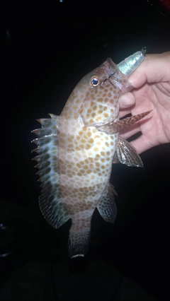 ホウセキハタの釣果