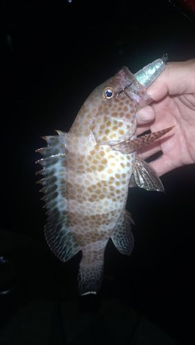 ホウセキハタの釣果