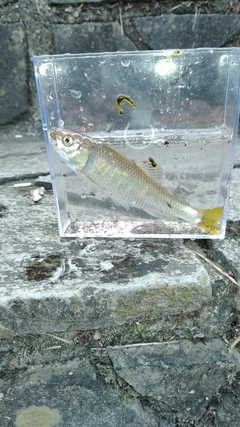 オイカワの釣果