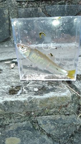 オイカワの釣果